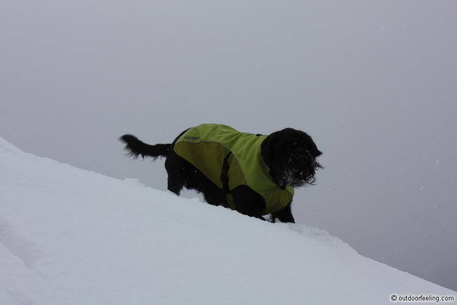 Ruffwear K-9 overcoat